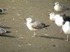 Yellow-legged Gull at Hole Haven Creek (Pete Livermore) (74994 bytes)